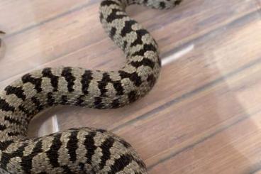 Venomous snakes kaufen und verkaufen Photo: Serpentarium-Calden sucht: