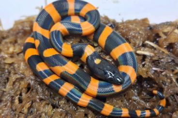 Pythons kaufen und verkaufen Photo: Bismarck Ringed Pythons (Bothrochilus boa)