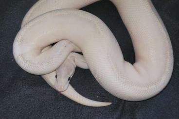 Ball Pythons kaufen und verkaufen Photo: breeders python regius zuchttiere