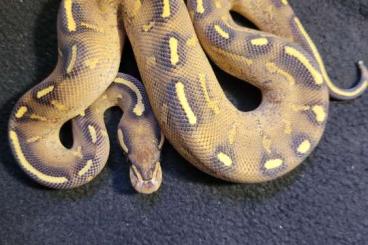 Ball Pythons kaufen und verkaufen Photo: enz 2023 python regius für hamm