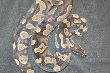Königspythons kaufen und verkaufen Foto: breeders python regius zuchttiere