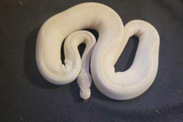 Ball Pythons kaufen und verkaufen Photo: breeders python regius zuchttiere