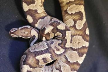 Ball Pythons kaufen und verkaufen Photo: breeders python regius zuchttiere für hamm