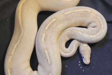 Ball Pythons kaufen und verkaufen Photo: breeders python regius zuchttiere für hamm