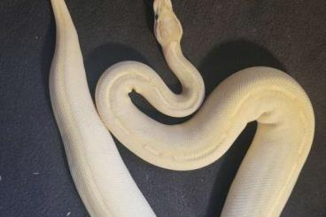 Ball Pythons kaufen und verkaufen Photo: breeders python regius zuchttiere und enz 23/24