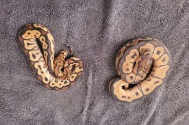Königspythons kaufen und verkaufen Photo: breeders python regius zuchttiere und enz 23/24 Königspythons kaufen und verkaufen Photo: breeders python regius zuchttiere und enz 23/24