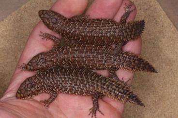 Skinks kaufen und verkaufen Photo: Egernia stokesii poss het Albino