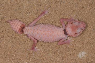 Geckos kaufen und verkaufen Foto: Nephrurus cinctus CB2024 for Dec Hamm