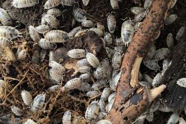 Insekten kaufen und verkaufen Foto: Isopods for Hamm (W) or Houten