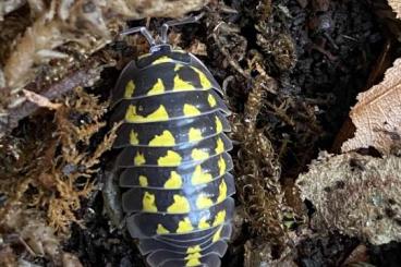 Insekten kaufen und verkaufen Foto: Isopods for Hamm (W) and Houten