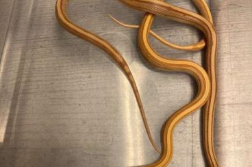 Snakes kaufen und verkaufen Photo: Eine Kornnattern NZ24 für Hamm