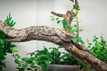 Boas kaufen und verkaufen Photo: Cay Caulker Dwarf Boas Zwerg Boa