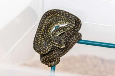 Pythons kaufen und verkaufen Foto: 0.1 Caramel Zebra Diamant 