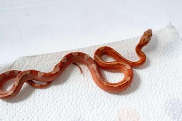 Nattern ungiftige  kaufen und verkaufen Foto: 1.0 Low Pied Hypo Bloodred Motley Kornnatter