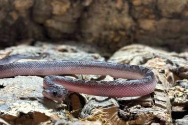 Colubrids kaufen und verkaufen Photo: Piedsided Kornnattern NZ24