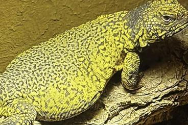 Agama kaufen und verkaufen Photo: Suche 1,0 Uromastyx acanthinura nigriventris 