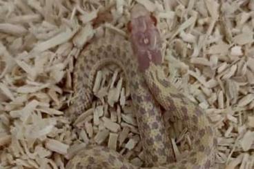 Schlangen kaufen und verkaufen Foto: Thamnophis marcianus albino CB10/24 for Hamm