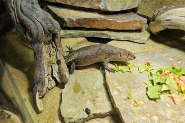 Echsen  kaufen und verkaufen Foto: Egernia stokesii, Eumeces schneideri