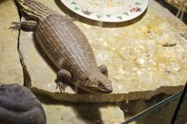 Lizards kaufen und verkaufen Photo: 1,0 Egernia stokesii, erfahrener Zuchtbock 