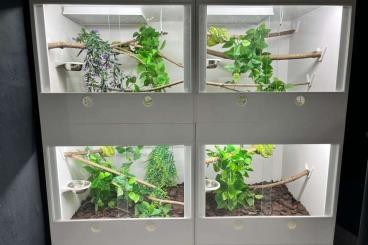 Enclosures kaufen und verkaufen Photo: Jetzt neu - Kunststoffterrarien von RK Terrarienbau