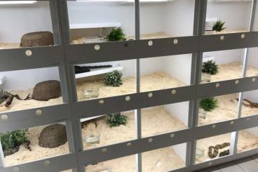 Terrarien kaufen und verkaufen Foto: 15% auf alle Kunsstoffterrarien