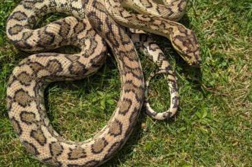 Pythons kaufen und verkaufen Foto: Morelia spilota caramel jaguar het. granite