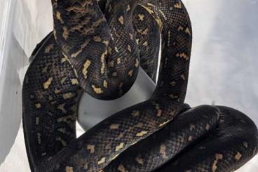 Snakes kaufen und verkaufen Photo: Morelia spilota spilota 2024 Diamantpython 