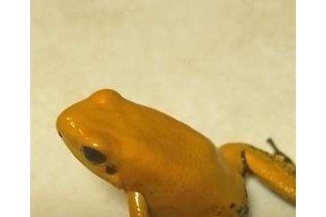 Poison dart frogs kaufen und verkaufen Photo: Phyll. Terribilis  " Black Foot "