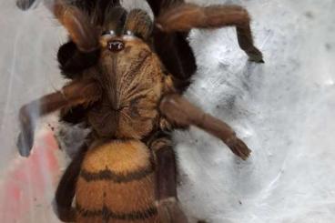 - bird spiders kaufen und verkaufen Photo: C. fimbriatus adult females all 95€ 4years olds