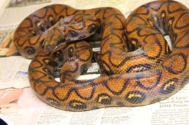 Snakes kaufen und verkaufen Photo: abzugeben Schlangen und Warane