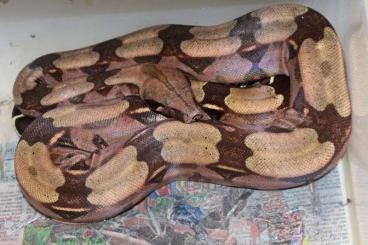 Pythons kaufen und verkaufen Foto: abzugeben: Pythons,Boas,Warane