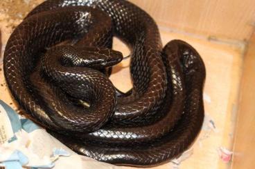 Pythons kaufen und verkaufen Photo: abzugeben: Pythons,Boas,Warane