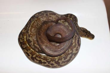 Schlangen kaufen und verkaufen Foto: abzugeben: Pythons,Boas,Warane