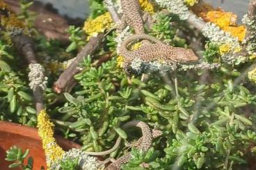 other lizards kaufen und verkaufen Photo: Darevskia rudis obscura Nz