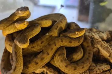 Snakes kaufen und verkaufen Photo: Protobothrops tokarensis 