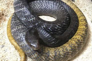 Snakes kaufen und verkaufen Photo: Breeding pair Drymarchon corais