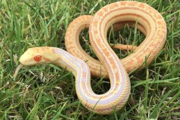 Snakes kaufen und verkaufen Photo: Pituophis catenifer annectens 