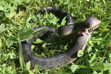 Schlangen kaufen und verkaufen Foto: Pituophis melanoleucus lodingi 