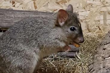 Exotic mammals kaufen und verkaufen Photo: 1,1 Bettongia penicillata abzugeben 