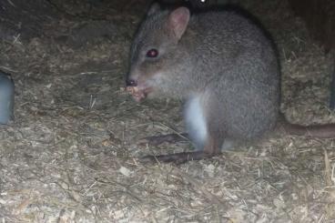 Exotic mammals kaufen und verkaufen Photo: Abzugeben Bürstenschwanz-Rattenkängurus