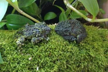 frogs kaufen und verkaufen Photo: Theloderma corticale (Moosfrösche)