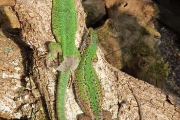 other lizards kaufen und verkaufen Photo: Östliche Smaragdeidechse, Lacerta viridis