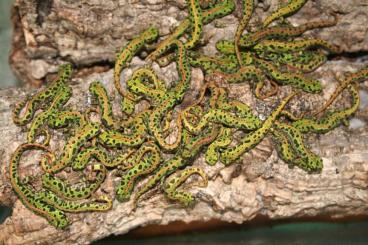 Molche kaufen und verkaufen Foto: Zwergmarmormolch Triturus pygmaeus