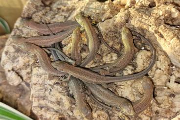 Echsen  kaufen und verkaufen Foto: Östliche Smaragdeidechse, Lacerta viridis