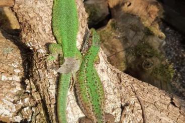 Lizards kaufen und verkaufen Photo: Östliche Smaragdeidechse, Lacerta viridis