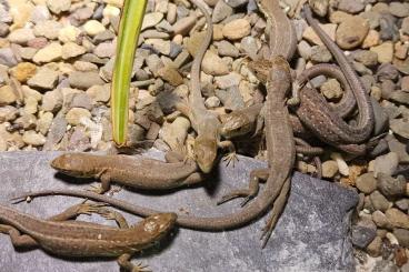 Lizards kaufen und verkaufen Photo: Östliche Smaragdeidechse, Lacerta viridis