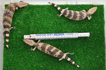 Skinks kaufen und verkaufen Photo: 0,0,8 Tiliqua occipitalis, Westlicher Blauzungenskink