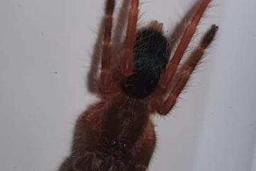 - bird spiders kaufen und verkaufen Photo: Vogelspinnen Ephebopus rufescens 