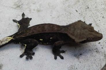 Lizards kaufen und verkaufen Photo: Hamm 14.09 - R.ciliatus, chahoua, Egernia