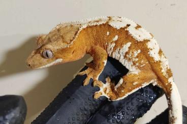 Echsen  kaufen und verkaufen Foto: Hamm - crested gecko group